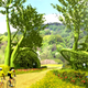 Illustration for article titled Plant Your Own House: Structures Made From Trees